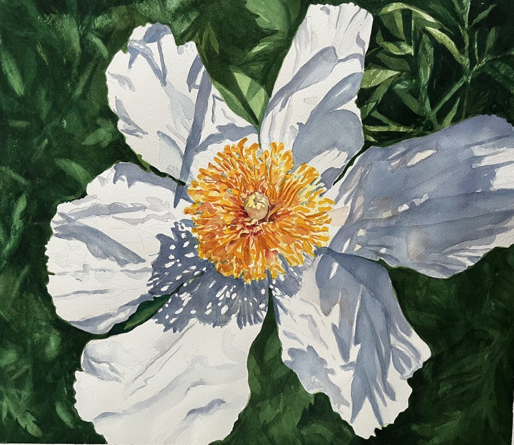 Mary Dohmeier - White Poppy