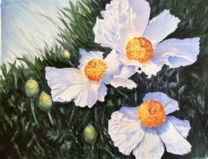 Mary Dohmeier - Wild Matilija Poppies