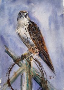 Holly Weisel - Red-tailed Hawk