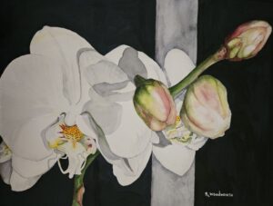 Robin Woodworth | Moth Orchid aka Phalaenopsis